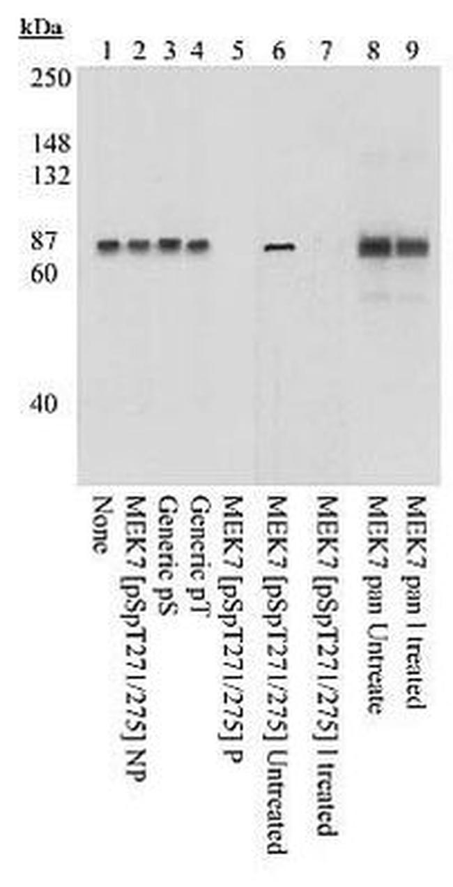 Phospho-MEK7 (Ser271, Thr275) Antibody in Western Blot (WB)