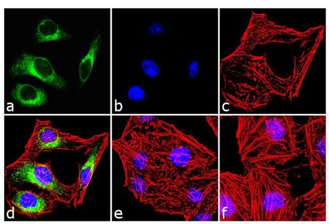 Phospho-HSP25 (Ser86) Antibody in Immunocytochemistry (ICC/IF)