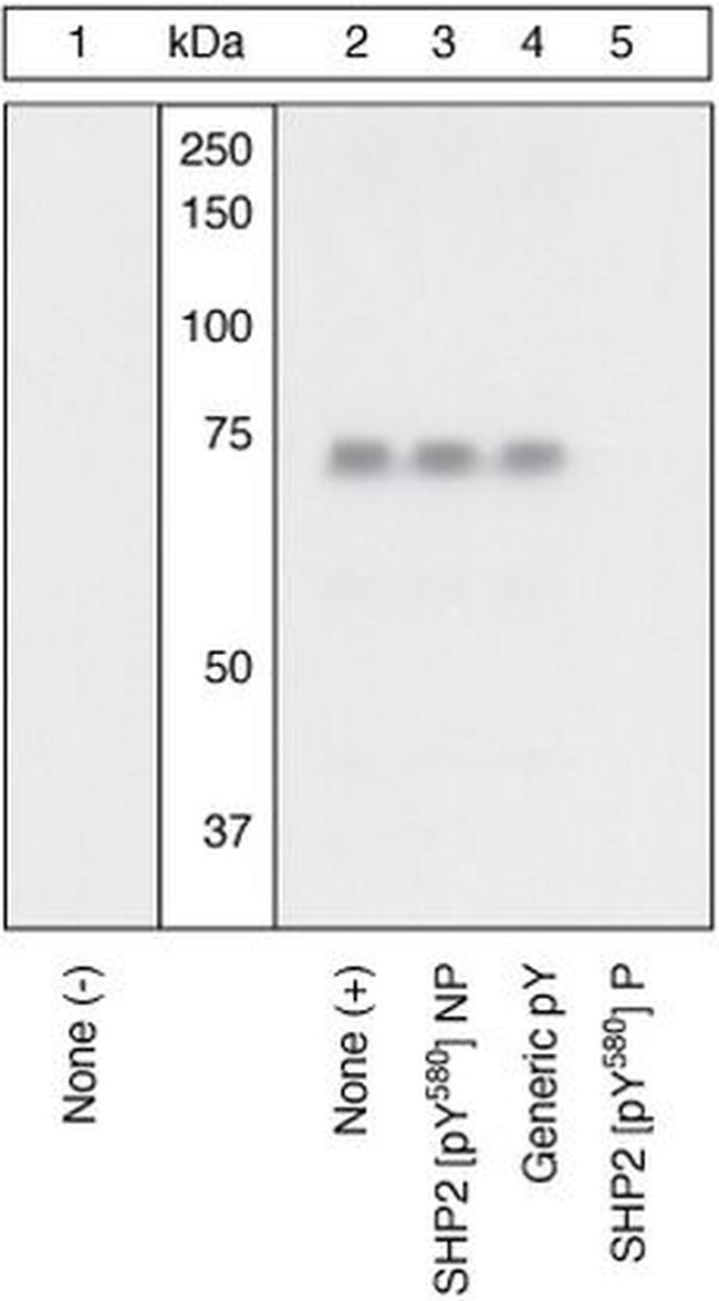 Phospho-SHP2 (Tyr580) Antibody in Western Blot (WB)