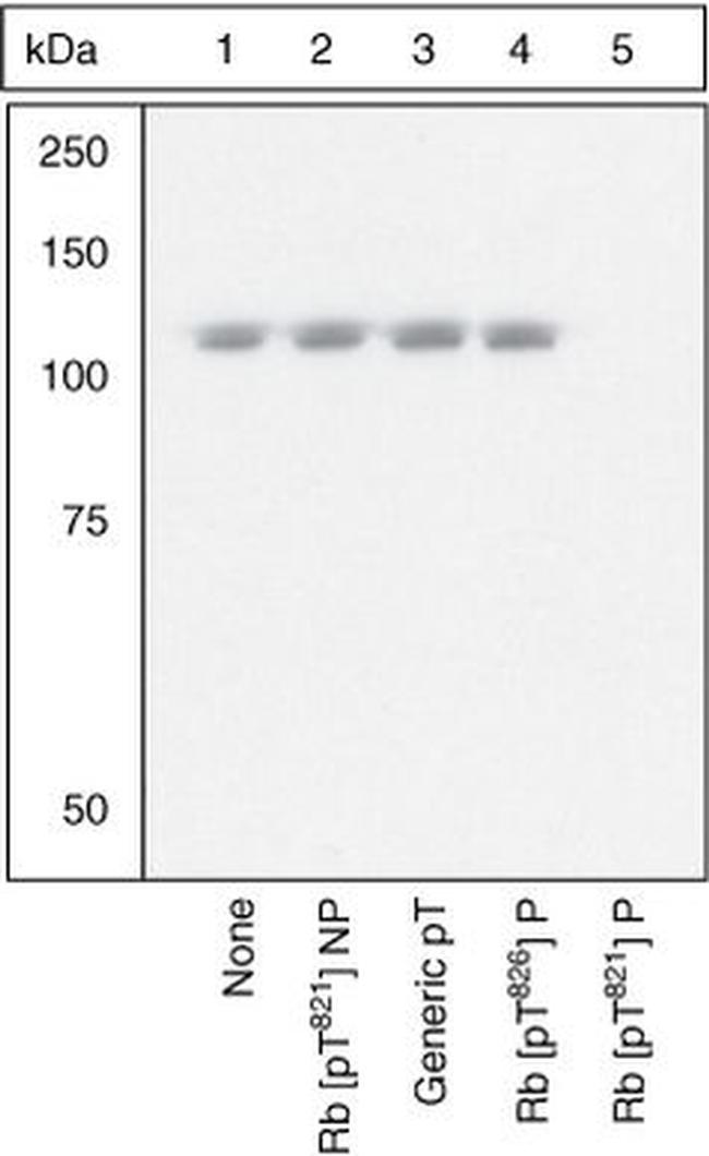 Phospho-Rb (Thr821) Antibody in Western Blot (WB)