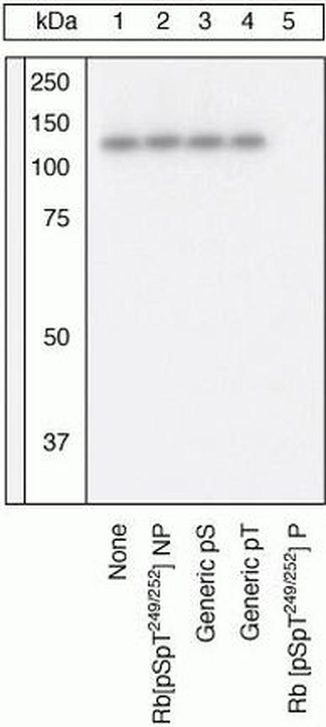 Phospho-Rb (Ser249, Thr252) Antibody in Western Blot (WB)