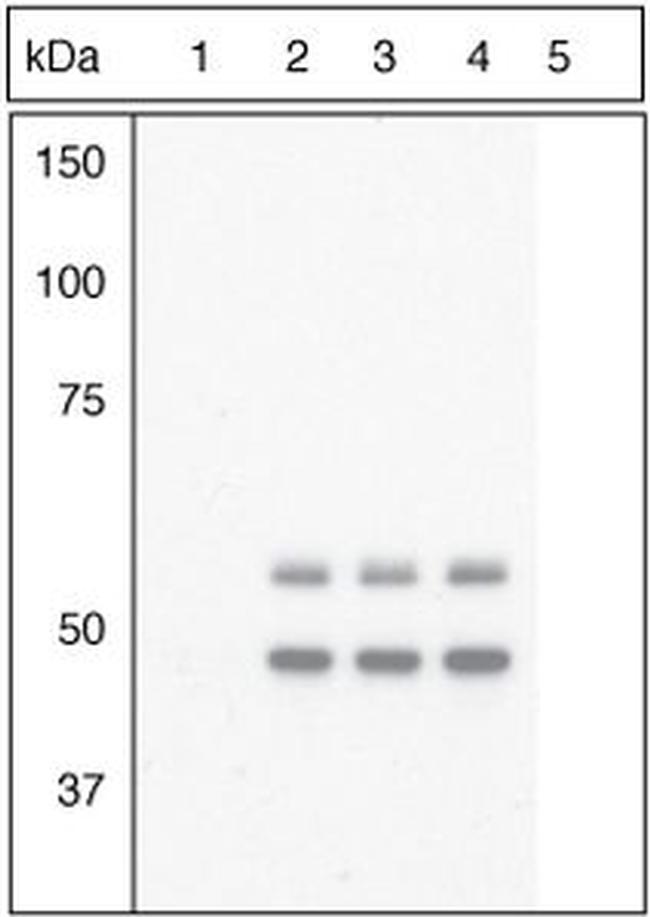 Phospho-GSK3B (Tyr216, Tyr279) Antibody in Western Blot (WB)