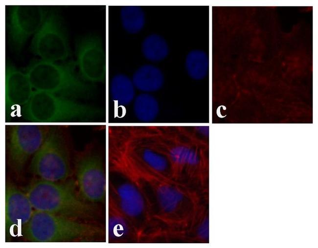 AKT Pan Antibody in Immunocytochemistry (ICC/IF)