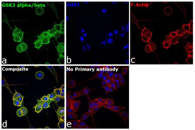 GSK3 alpha/beta Antibody in Immunocytochemistry (ICC/IF)