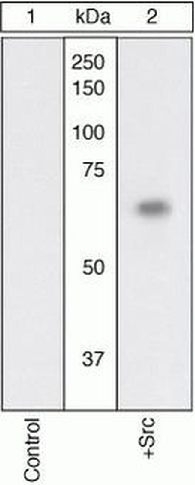 SRC Antibody in Western Blot (WB)