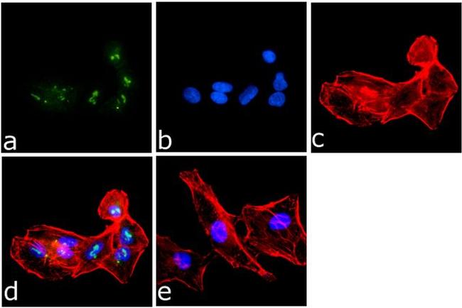 Phospho-SRC (Tyr529) Antibody in Immunocytochemistry (ICC/IF)