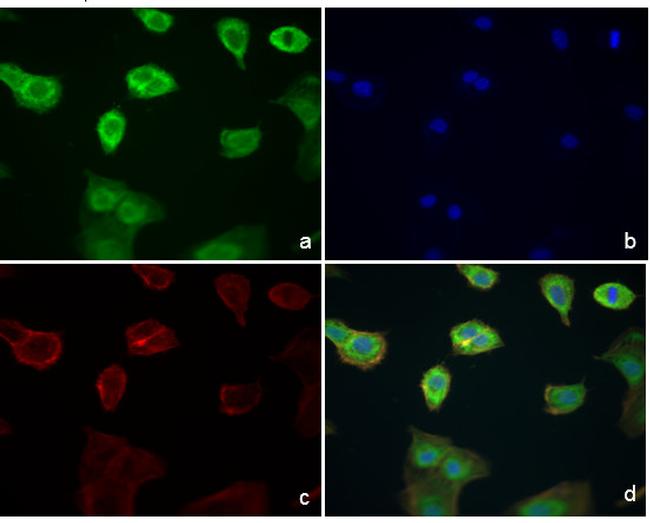 Phospho-ERK1/ERK2 (Thr185, Tyr187) Antibody in Immunocytochemistry (ICC/IF)