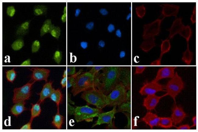 Phospho-JNK1/JNK2 (Thr183, Tyr185) Antibody in Immunocytochemistry (ICC/IF)