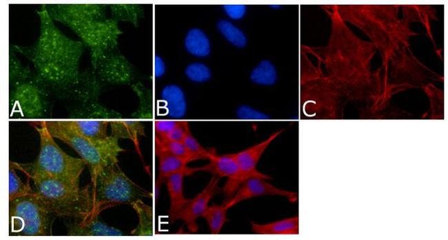 Phospho-Tau (Thr212) Antibody in Immunocytochemistry (ICC/IF)