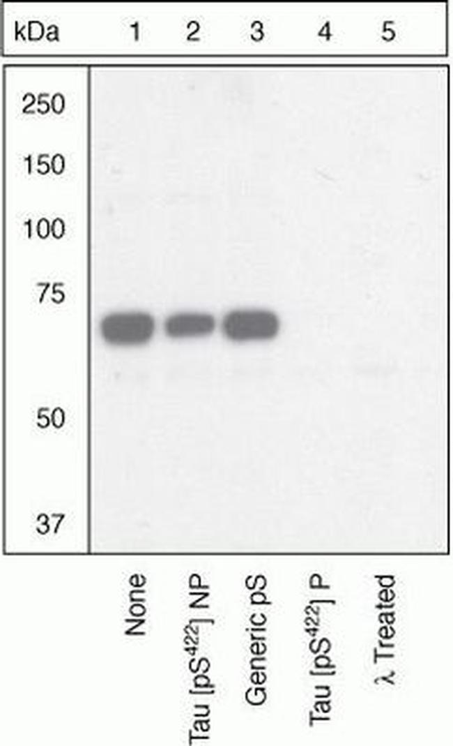 Phospho-Tau (Ser422) Antibody in Western Blot (WB)