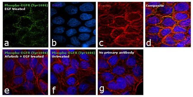 Phospho-EGFR (Tyr1086) Antibody in Immunocytochemistry (ICC/IF)