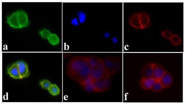 Phospho-IR/IGF1R (Tyr1162, Tyr1163) Antibody in Immunocytochemistry (ICC/IF)