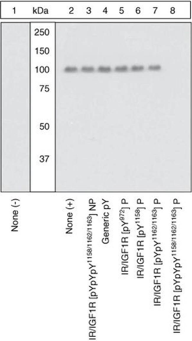 Phospho-IR/IGF1R (Tyr1158, Tyr1162, Tyr1163) Antibody in Western Blot (WB)