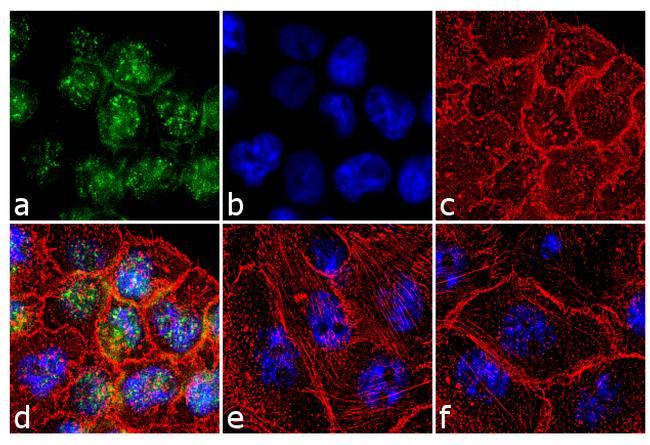 Phospho-p70 S6 Kinase (Thr229) Antibody in Immunocytochemistry (ICC/IF)