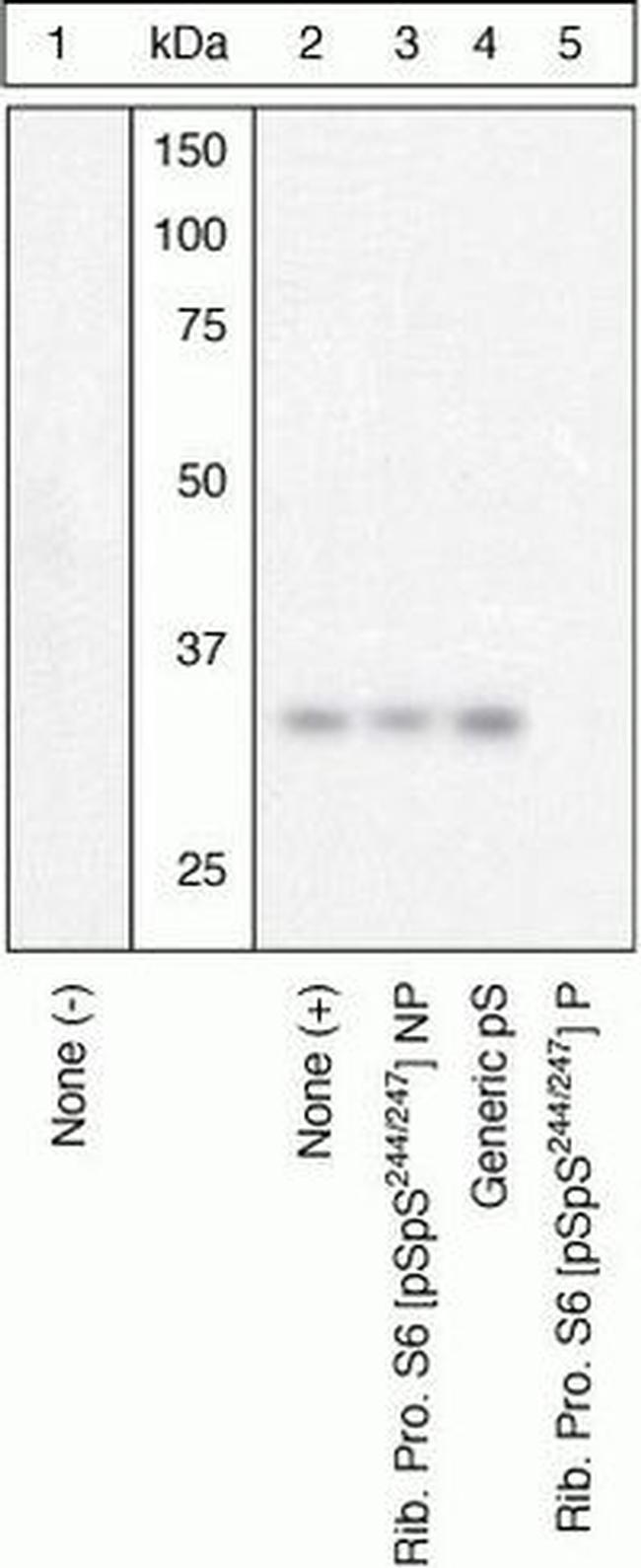 Phospho-S6 (Ser244, Ser247) Antibody in Western Blot (WB)