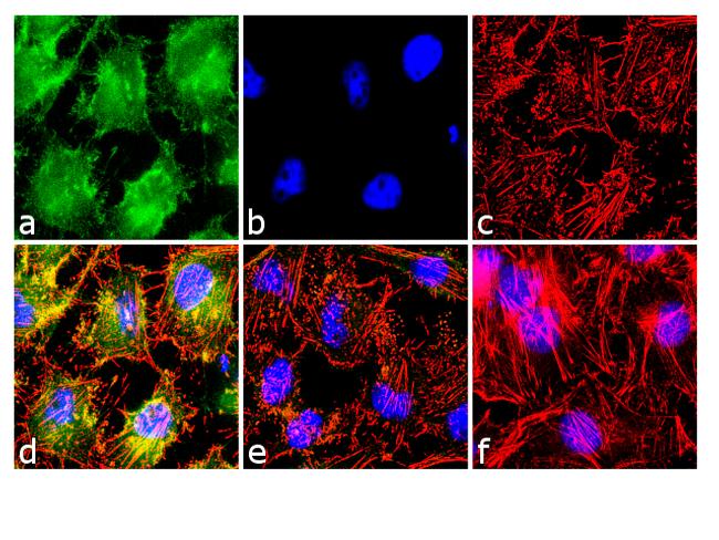 Phospho-NFATC2 (Ser54) Antibody in Immunocytochemistry (ICC/IF)