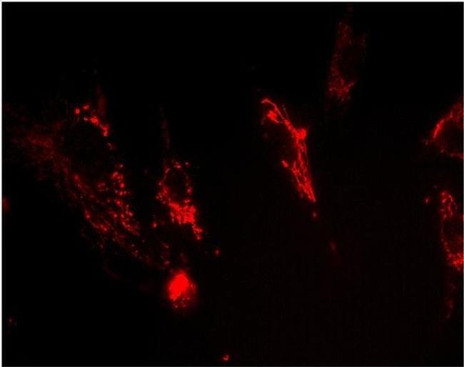 FXN Antibody in Immunocytochemistry (ICC/IF)