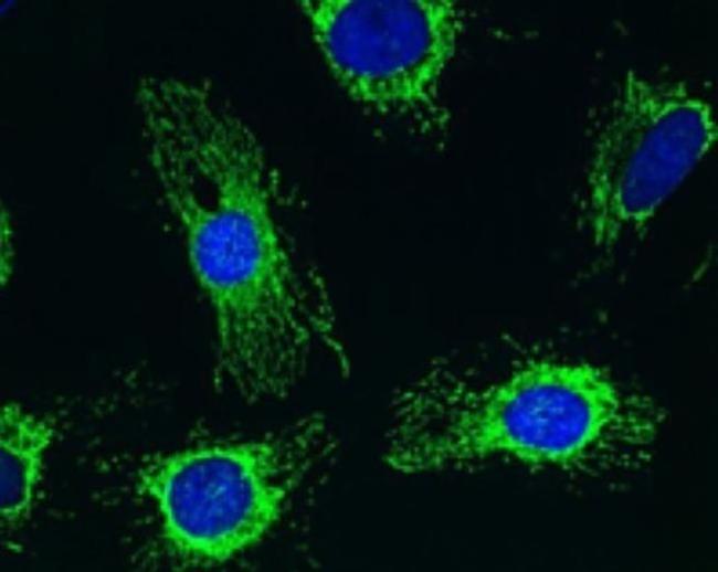 PDHA1 Antibody in Immunocytochemistry (ICC/IF)