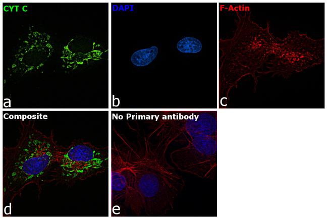 Cytochrome C Antibody in Immunocytochemistry (ICC/IF)