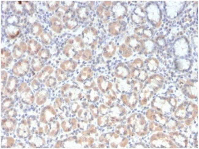 MUC3 (Mucin 3) Antibody in Immunohistochemistry (Paraffin) (IHC (P))