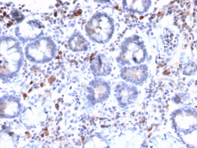 MUC3 (Mucin 3) Antibody in Immunohistochemistry (Paraffin) (IHC (P))