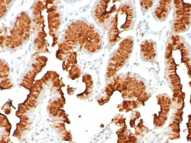 MUC5AC (Mucin 5AC/Gastric Mucin) Antibody in Immunohistochemistry (Paraffin) (IHC (P))