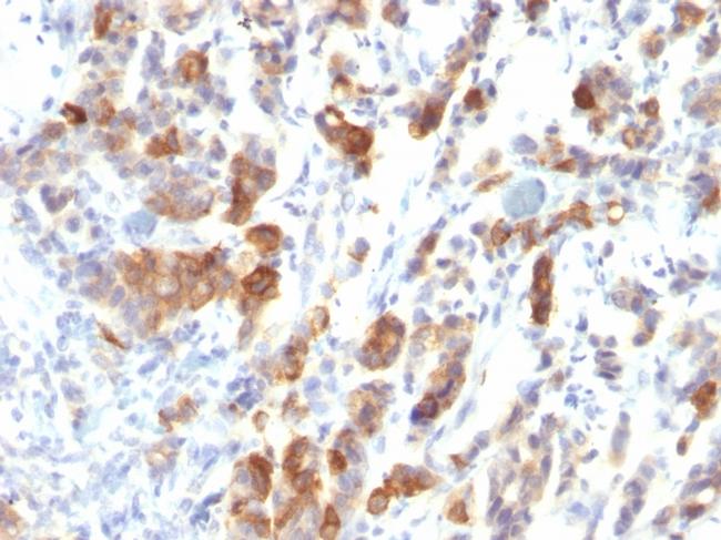 MUC5AC (Mucin 5AC/Gastric Mucin) Antibody in Immunohistochemistry (Paraffin) (IHC (P))