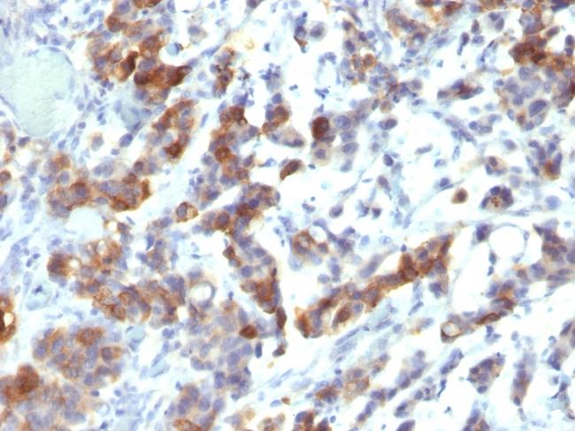 MUC5AC (Mucin 5AC/Gastric Mucin) Antibody in Immunohistochemistry (Paraffin) (IHC (P))