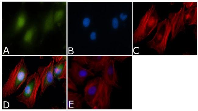 Aurora A Antibody in Immunocytochemistry (ICC/IF)