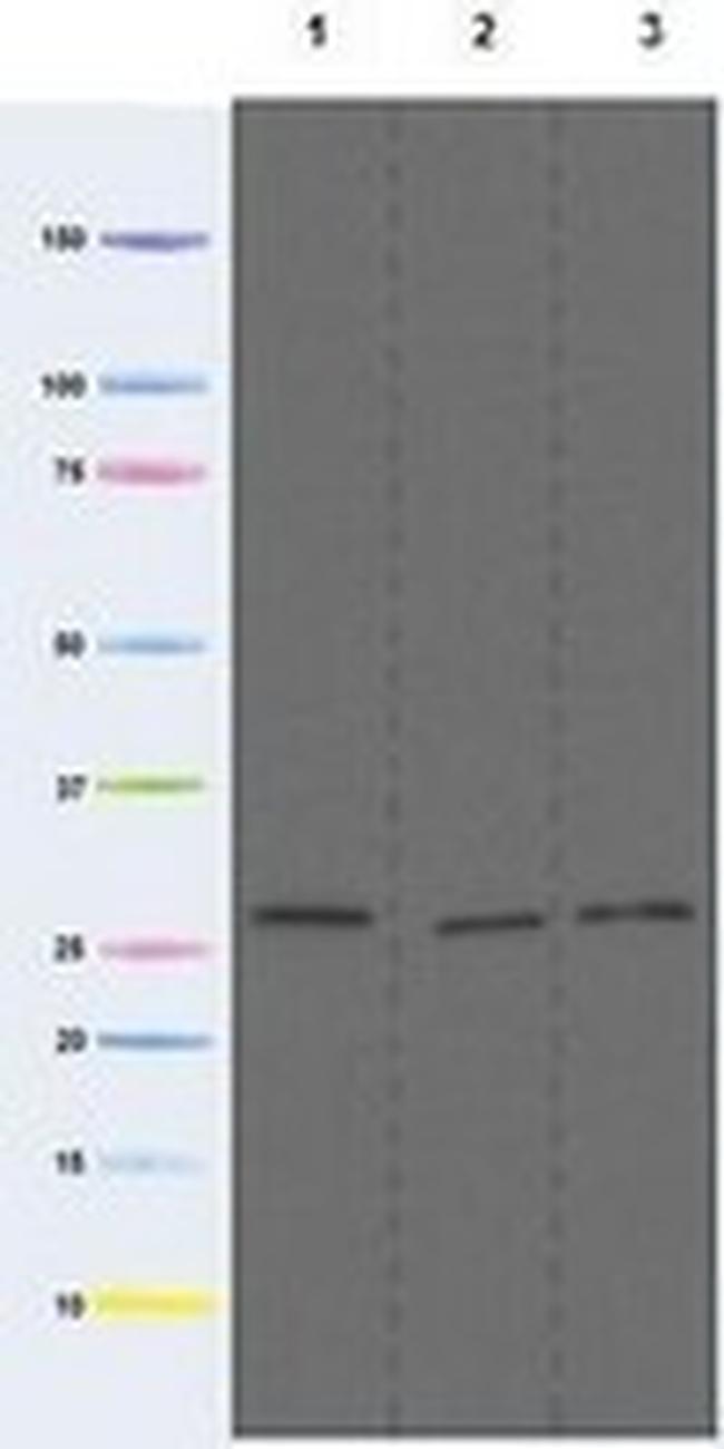 COX3 Antibody in Western Blot (WB)