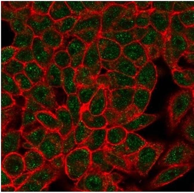 Myogenin/Myf-4 (Skeletal Muscle Marker) (Transcription Factor) Antibody in Immunocytochemistry (ICC/IF)