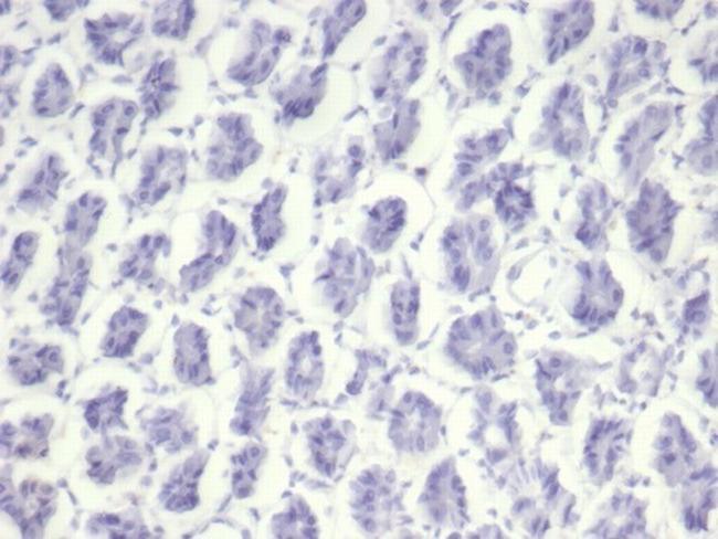 Nucleolin (Marker of Human Cells) Antibody in Immunohistochemistry (Paraffin) (IHC (P))