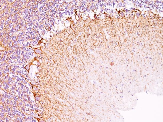 Neurofilament (NF-H) (Neuronal Marker) Antibody in Immunohistochemistry (Paraffin) (IHC (P))