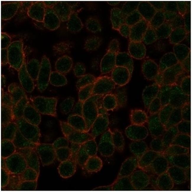 NEUROD2 (Neurogenic Differentiation 2) (Transcription Factor) Antibody in Immunocytochemistry (ICC/IF)