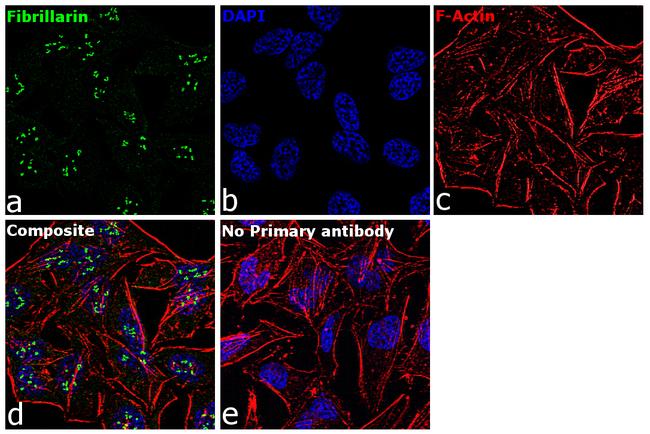 Fibrillarin Antibody in Immunocytochemistry (ICC/IF)