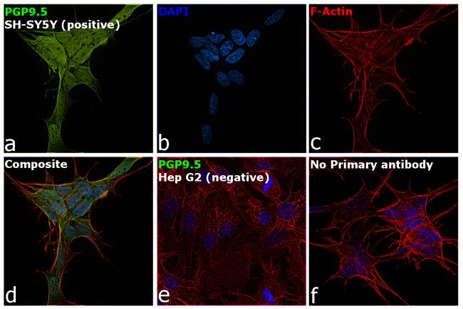 PGP9.5 Antibody in Immunocytochemistry (ICC/IF)