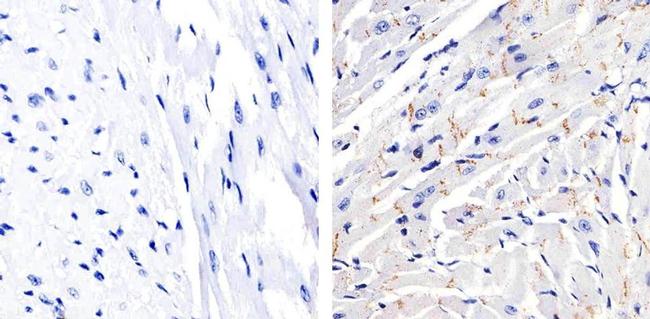 Phospho-Connexin 43 (Ser368) Antibody in Immunohistochemistry (Paraffin) (IHC (P))