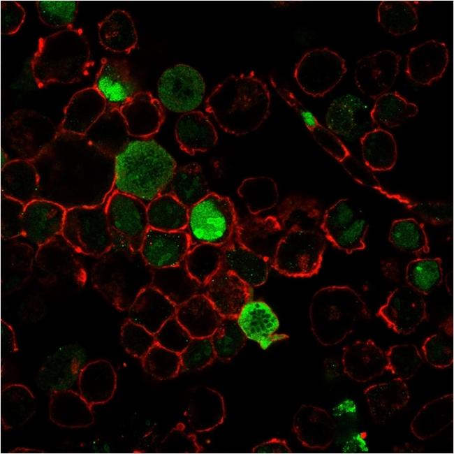 Nucleophosmin (Acute Myeloid Leukemia Marker) Antibody in Immunocytochemistry (ICC/IF)