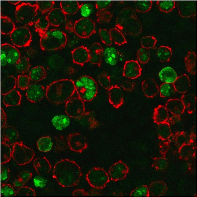 Nucleophosmin Antibody in Immunocytochemistry (ICC/IF)