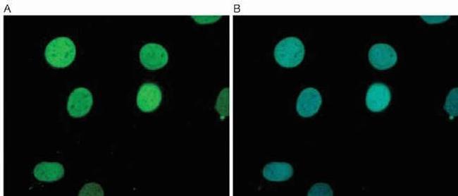 H3K9me1 Antibody in Immunocytochemistry (ICC/IF)