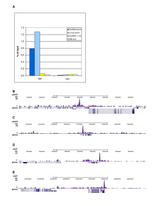 TBP Antibody in ChIP-Sequencing (ChIP-seq)