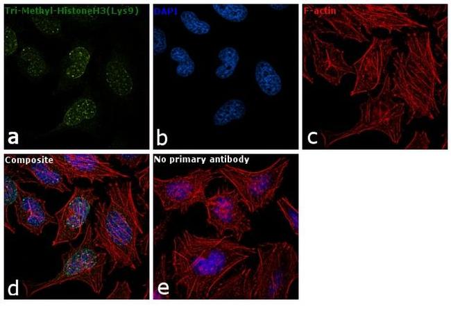 H3K9me3 Antibody in Immunocytochemistry (ICC/IF)