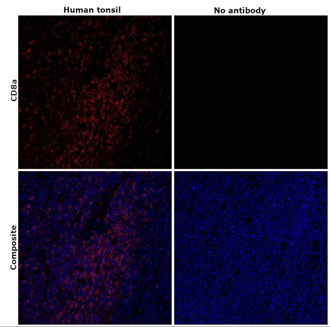 CD8a Antibody in Immunohistochemistry (Paraffin) (IHC (P))