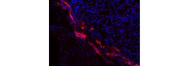 LYVE1 Antibody in Immunohistochemistry (Frozen) (IHC (F))