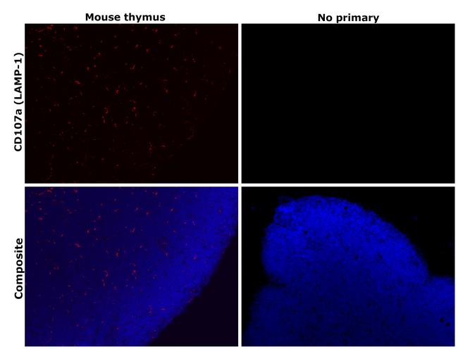 CD107a (LAMP-1) Antibody in Immunohistochemistry (Paraffin) (IHC (P))