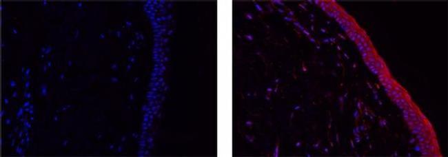 IL-38 Antibody in Immunohistochemistry (Paraffin) (IHC (P))