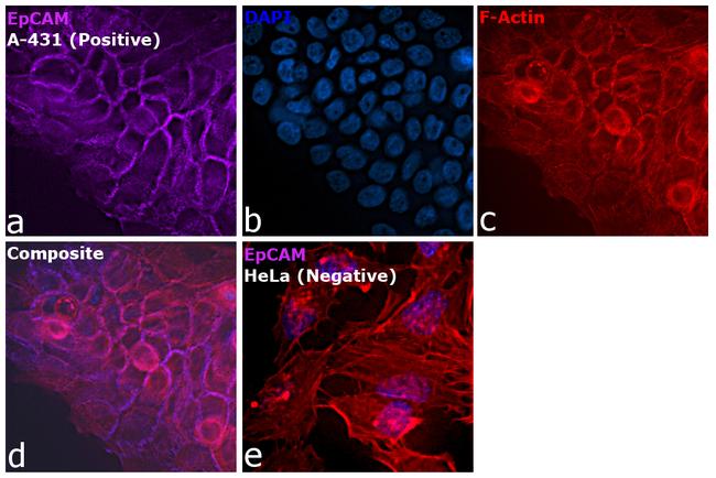 CD326 (EpCAM) Antibody in Immunocytochemistry (ICC/IF)