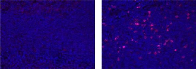 IDO Antibody in Immunohistochemistry (Paraffin) (IHC (P))