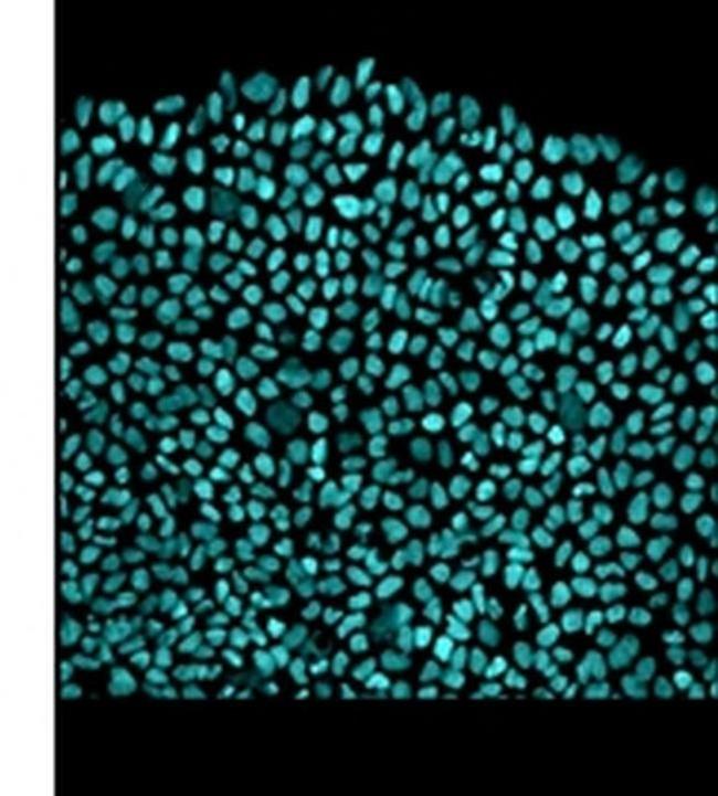 SOX2 Antibody in Immunocytochemistry (ICC/IF)