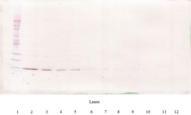 IL-4 Antibody in Western Blot (WB)